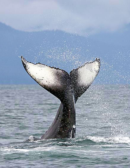 Mendenhall Glacier and Whale Watching Combo